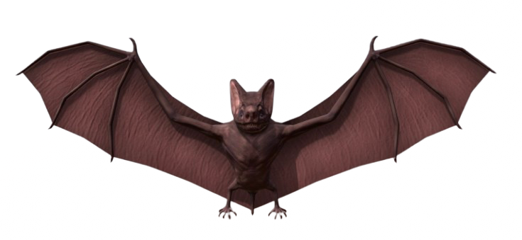 bat